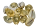 Yellow Money Cowrie Shells (10-Pack) - 269-276-D (Y1J)