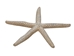Boxed White Finger Starfish - 2HS-9012 (Y1J)