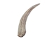 Goat Horn Core: 8" to 10" - 318C-L-AS (Y2P)