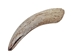 Goat Horn Core: 6" to 8" - 318C-M-AS (Y2P)