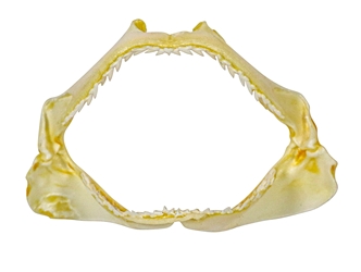 Bull Shark Jaw 3" to 4": Assorted 