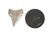 White Tip Shark Tooth: Top Jaw: 15/16" - 561-T15/16