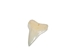 White Tip Shark Tooth: Top Jaw: 3/4" - 561-T3/4 (Y2J)