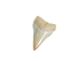 White Tip Shark Tooth: Top Jaw: 7/8" - 561-T7/8