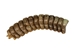 Real Rattlesnake Rattle: #1: X-Large - 598-R1-XL (Y2J)