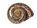 Dyed Copper Polished Turbo Sarmaticus: Medium - 672-P-CP-M (Y2L)