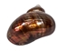 Dyed Copper Polished Turbo Sarmaticus: Small - 672-P-CP-S (Y2L)