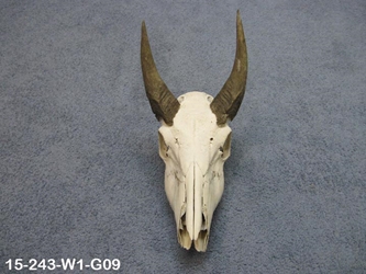 Weathered Nilgai Skull: #1: Gallery Item 