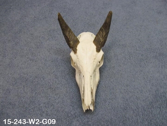 Weathered Nilgai Skull: #2: Gallery Item 
