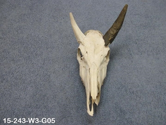 Weathered Nilgai Skull: #3: Gallery Item 