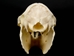 Rock Hyrax Skull: Gallery Item - 15-250-G01 (Y2I)