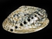 Polished African Abalone Shell: X-Large: Natural Color: Gallery Item - 220-20-XL-G13 (Y3L)