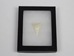 Great White Shark Tooth: 1 7/8&quot;: Gallery Item - 561-W178-G02 (Y2J)