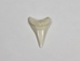 Great White Shark Tooth: 1 7/8&quot;: Gallery Item - 561-W178-G02 (Y2J)