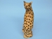 African Hyena Wood Carving: Gallery Item - 862-60-G3 (Y3D)
