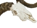 Ram Skull: Gallery Item - 15-233-G2171 (Y3K)