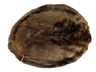 Extra-Wide Beaver Skin: #1: Extra-Large: Gallery Item extra wide beaver skins, extra large beaver skins