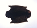 Sheared Beaver Skin: Gallery Item - 50-55-G1212 (Y1E)