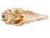 Male Springbok Skull: Gallery Item - 15-257-G4565 (Y2P)