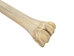 Giraffe Metacarpal Leg Bone: Gallery Item - 1201-20-G6068 (Y2P)