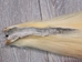 Tanned Icelandic Horse Tail: Gallery Item - 18-06VT-G6293 (Y1H)