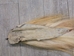 Tanned Icelandic Horse Tail: Gallery Item - 18-06VT-G6294 (Y1H)