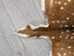 Axis Deer Hide: Large: Gallery Item - 488-L-G6215 (Y1H)
