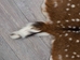 Axis Deer Hide: Large: Gallery Item - 488-L-G6216 (Y1H)