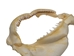 Bull Shark Jaw 12.5": Gallery Item - 561-J16-12-G6188 (Y3K)