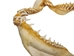 Mako Shark Jaw 14.5": Gallery Item - 561-J17-1415-G6135 (Y1K)