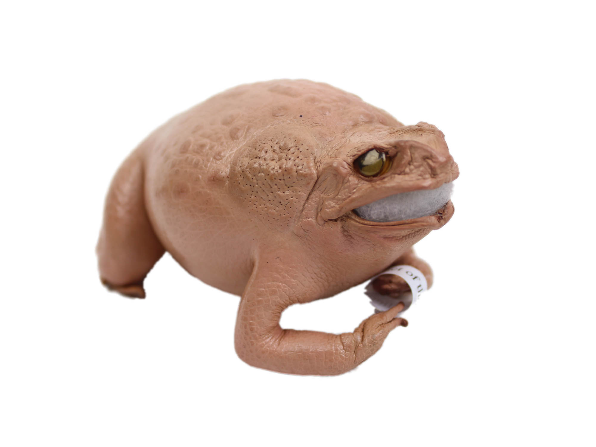 Lucky Cane Toad: Small: Baby Pink 