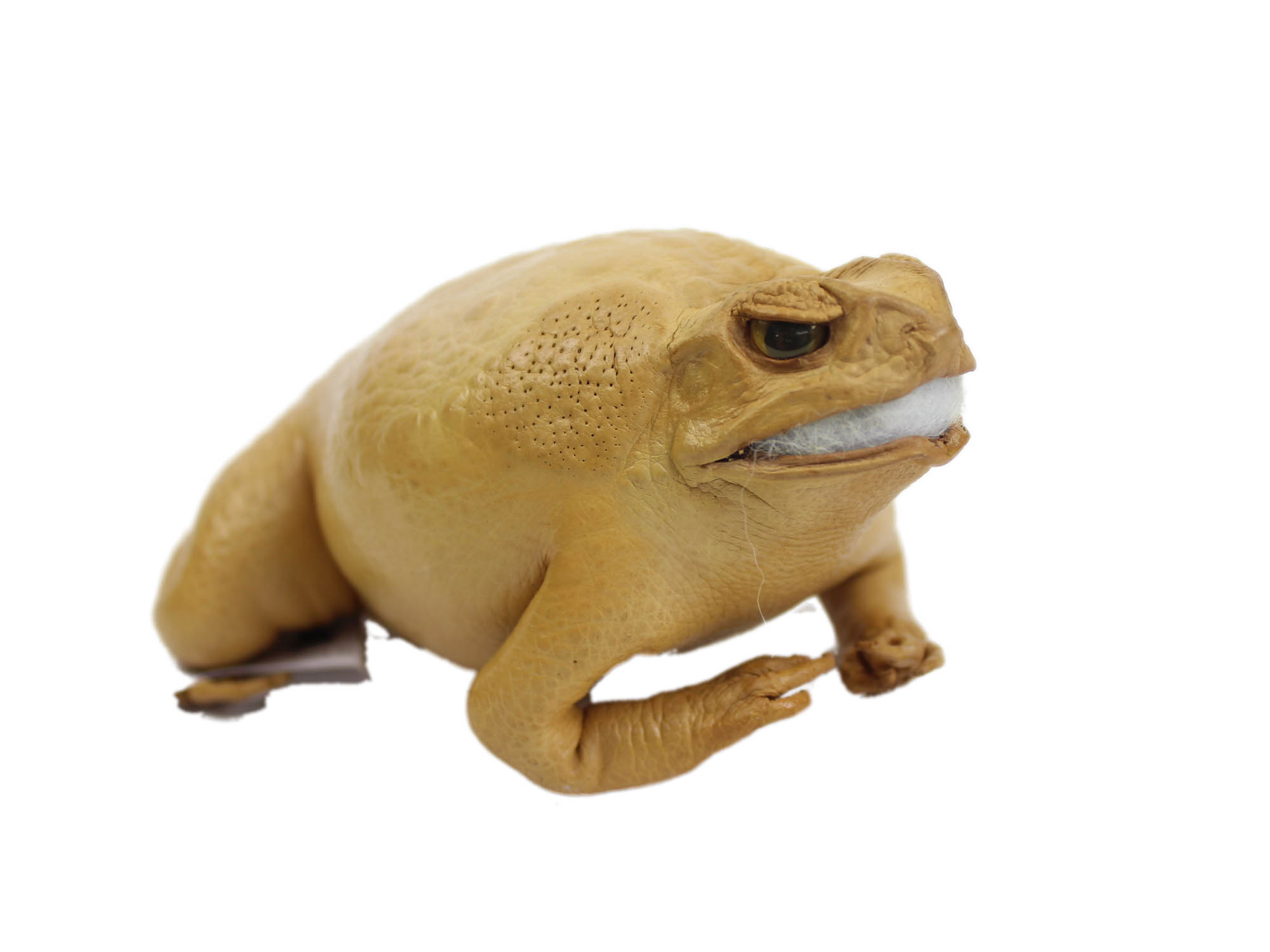 Lucky Cane Toad: Small: Golden Yellow 
