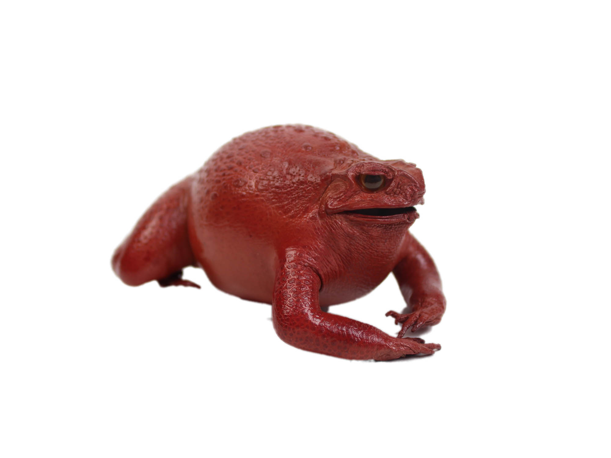 Lucky Cane Toad: Small: Red 