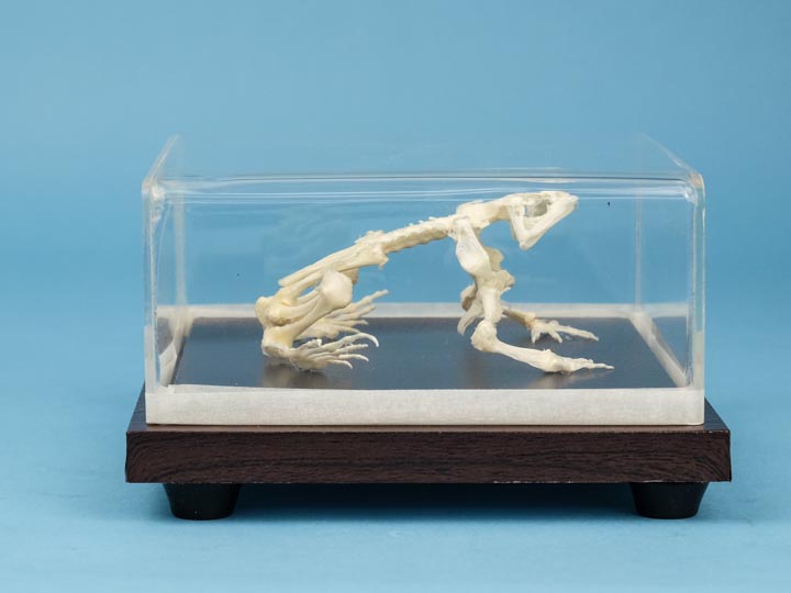 Toad Skeleton Mount 