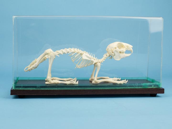 Rabbit Skeleton Mount 