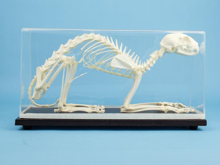 Cat Skeleton Mount 