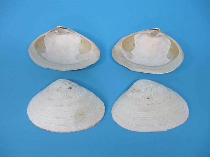 Atlantic Surf Clam Shell 