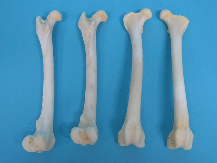 Coyote Leg Bone: Femur 