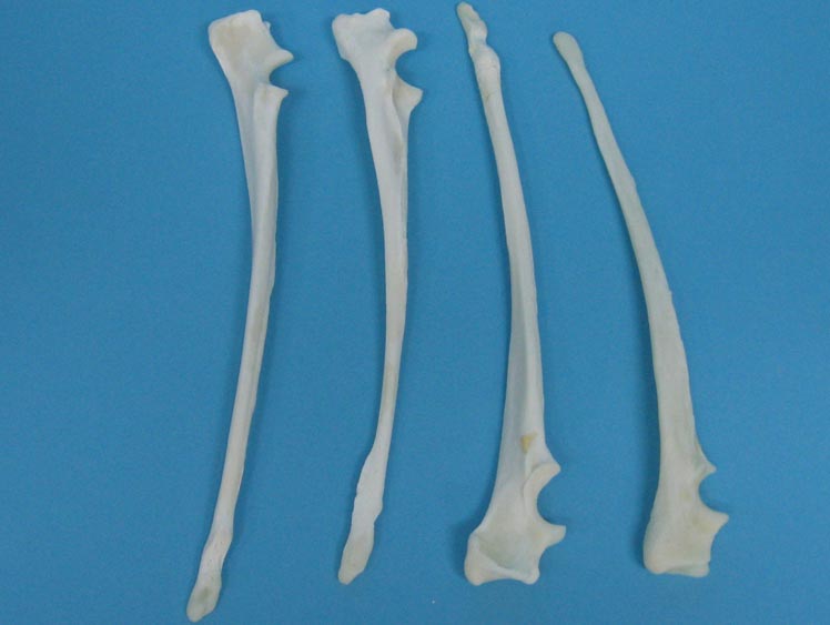 200730-B Coyote Bones Ulna Real Bone Lot No