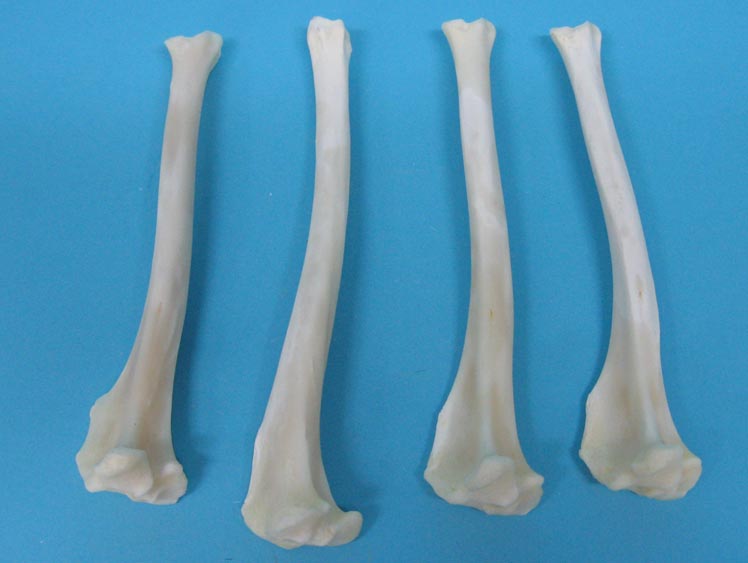 Coyote Leg Bone: Tibia 
