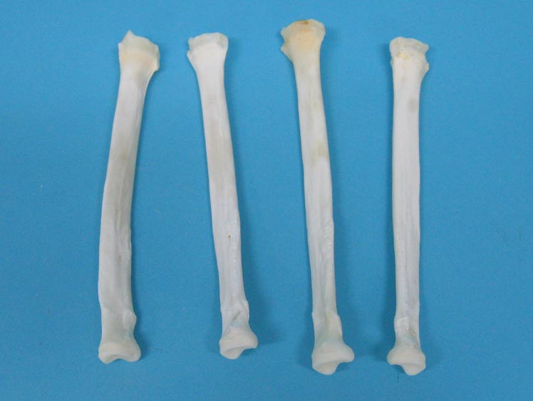 Coyote Leg Bone: Radius 