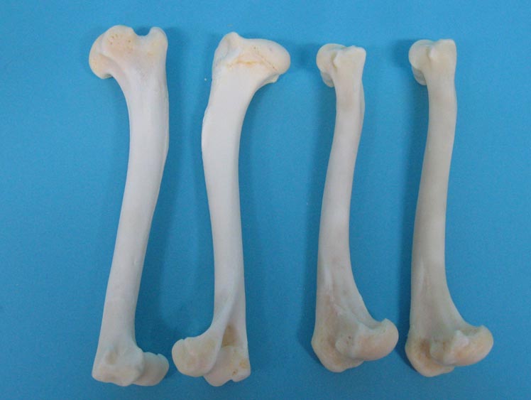 Coyote Leg Bone: Humerus 