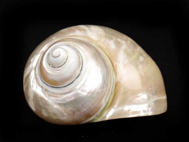 Natural Pearl Polished Turbo Imperialis 