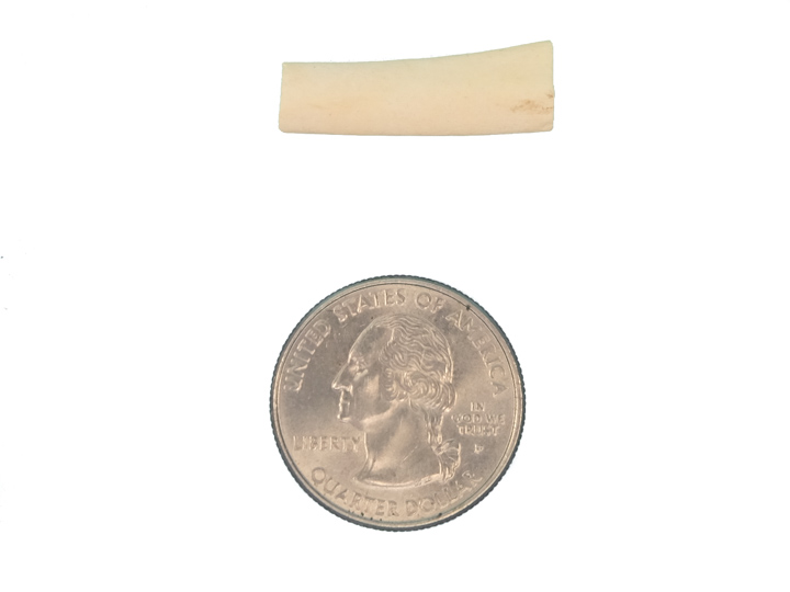 1.0" Coyote Bone Hairpipe - 125-CB-10 (P14)