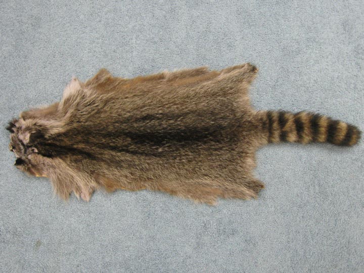 Raccoon Skin: Garment Gade: Large (24"+) 