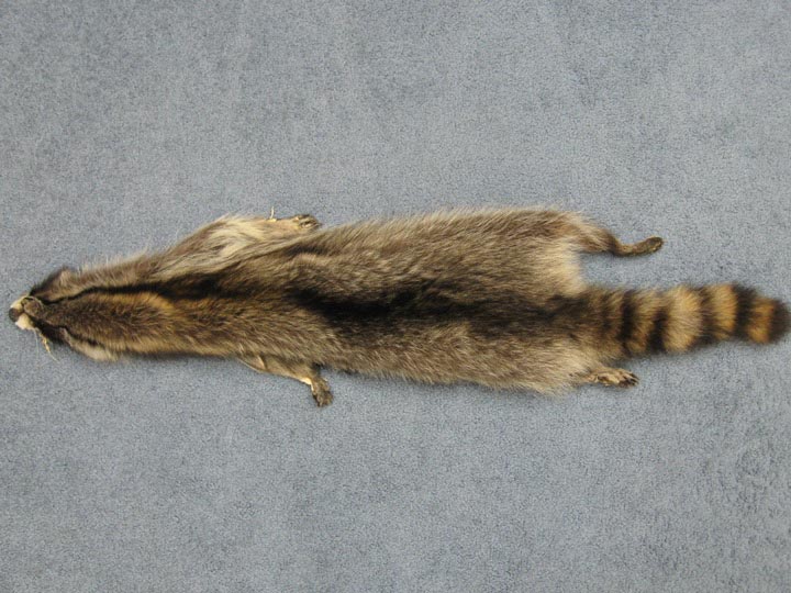 Raccoon Skin with Feet: Assorted 