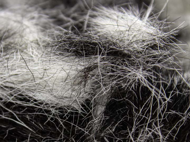 Calf Hair: 10-Gram Bag - 1319-10-AS (B5)
