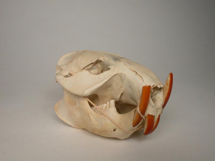 Beaver Skull 