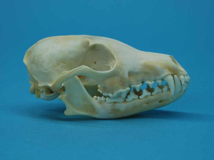 Arctic Fox Skull 