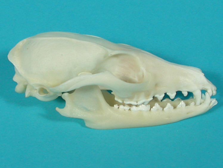Gray Fox Skull 